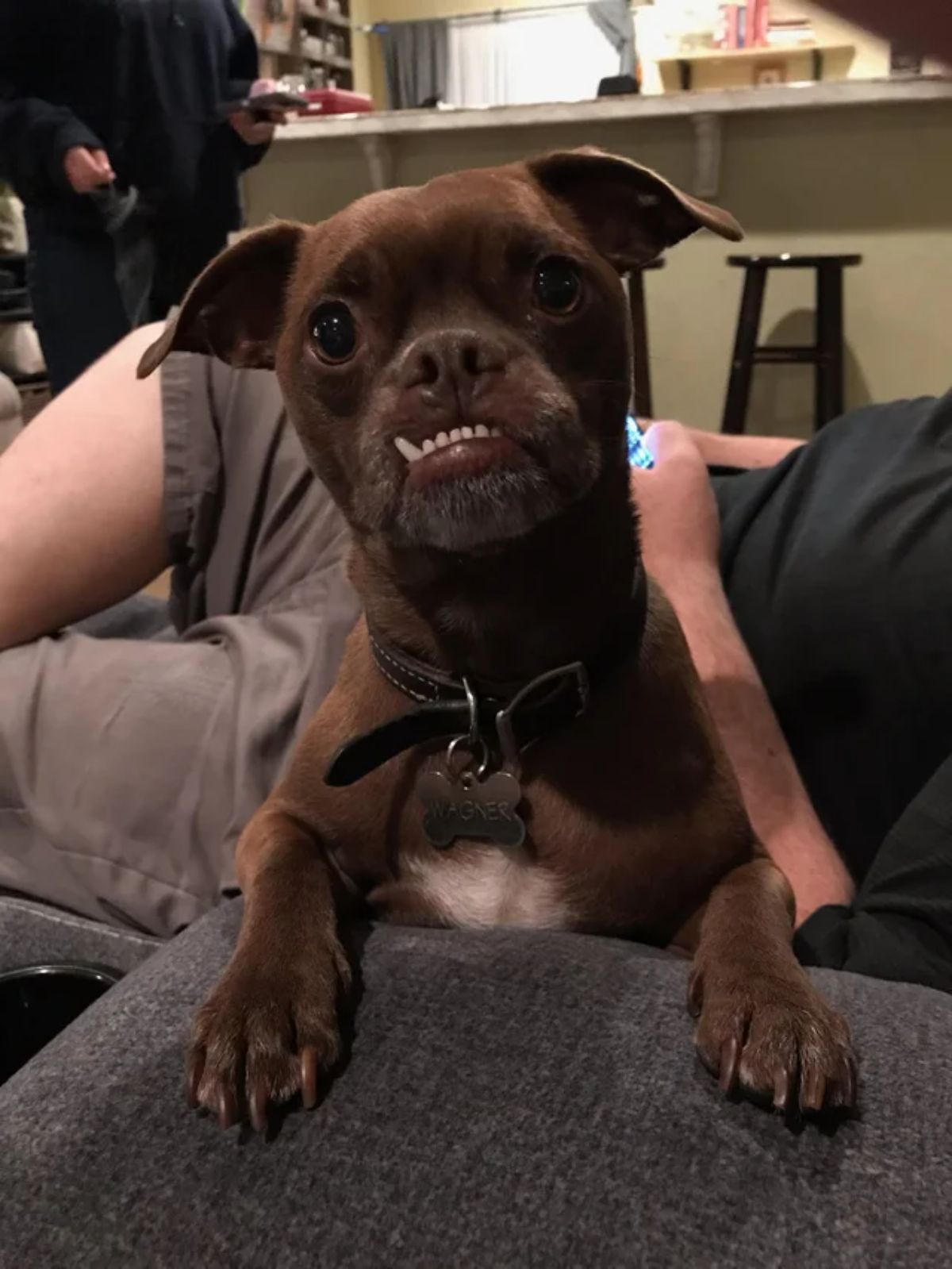 brown dog with bottom teeth showing