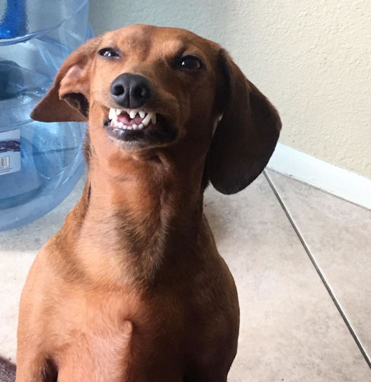 brown dog with mouth slighly open with the teeth showing