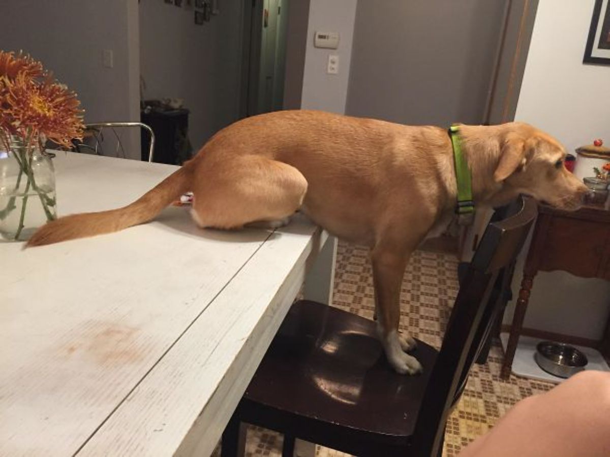 brown dog with the back on a white counter, the front legs on a black chair and the chin on the backrest of the chair