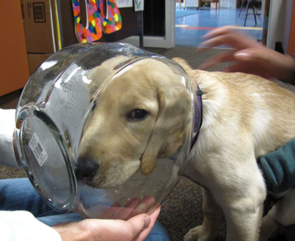 brown dog with the head stuck in a glass bowl