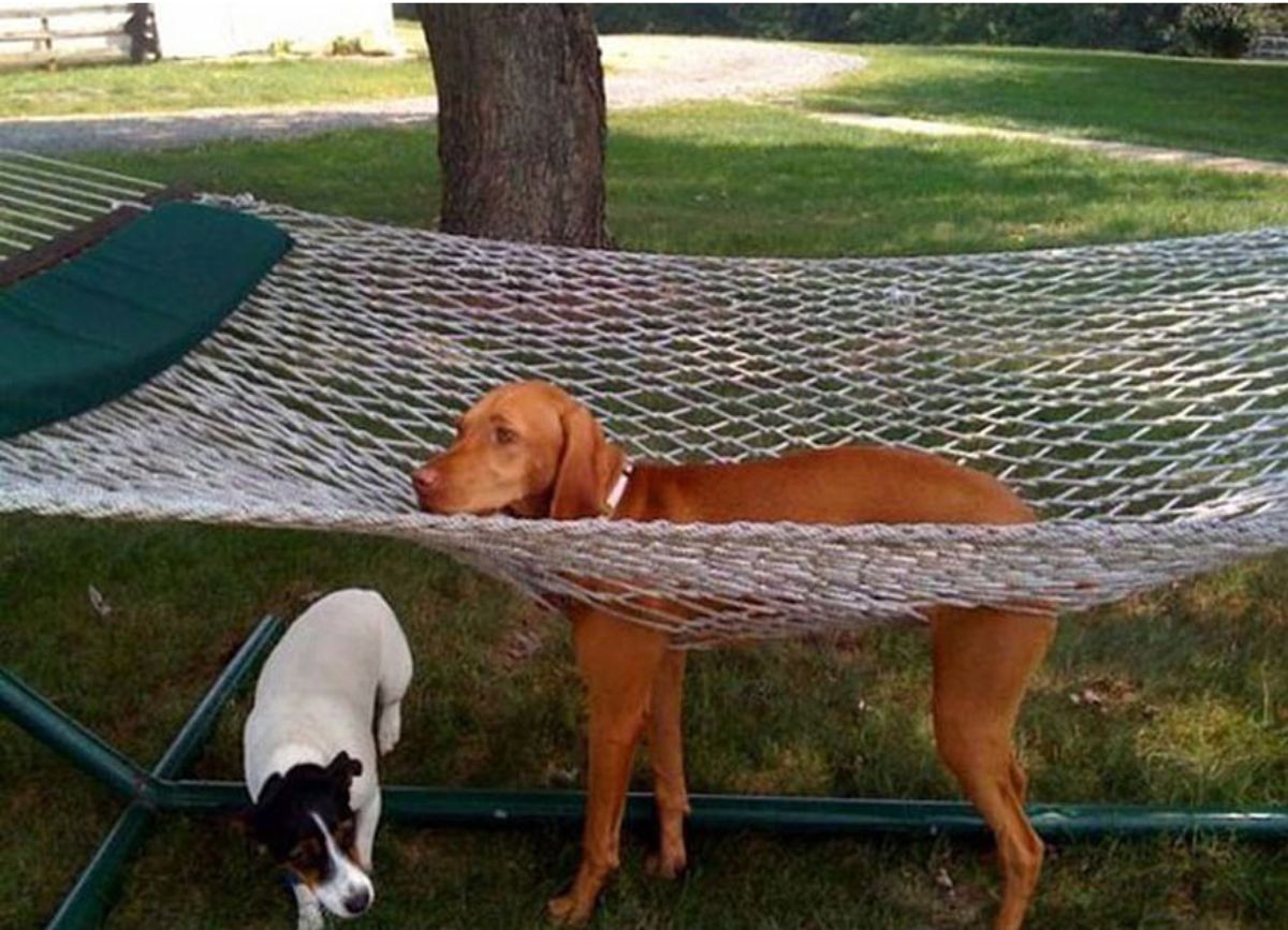 brown dog with the legs gone through a white net hammock with a black and white dog under the hammock