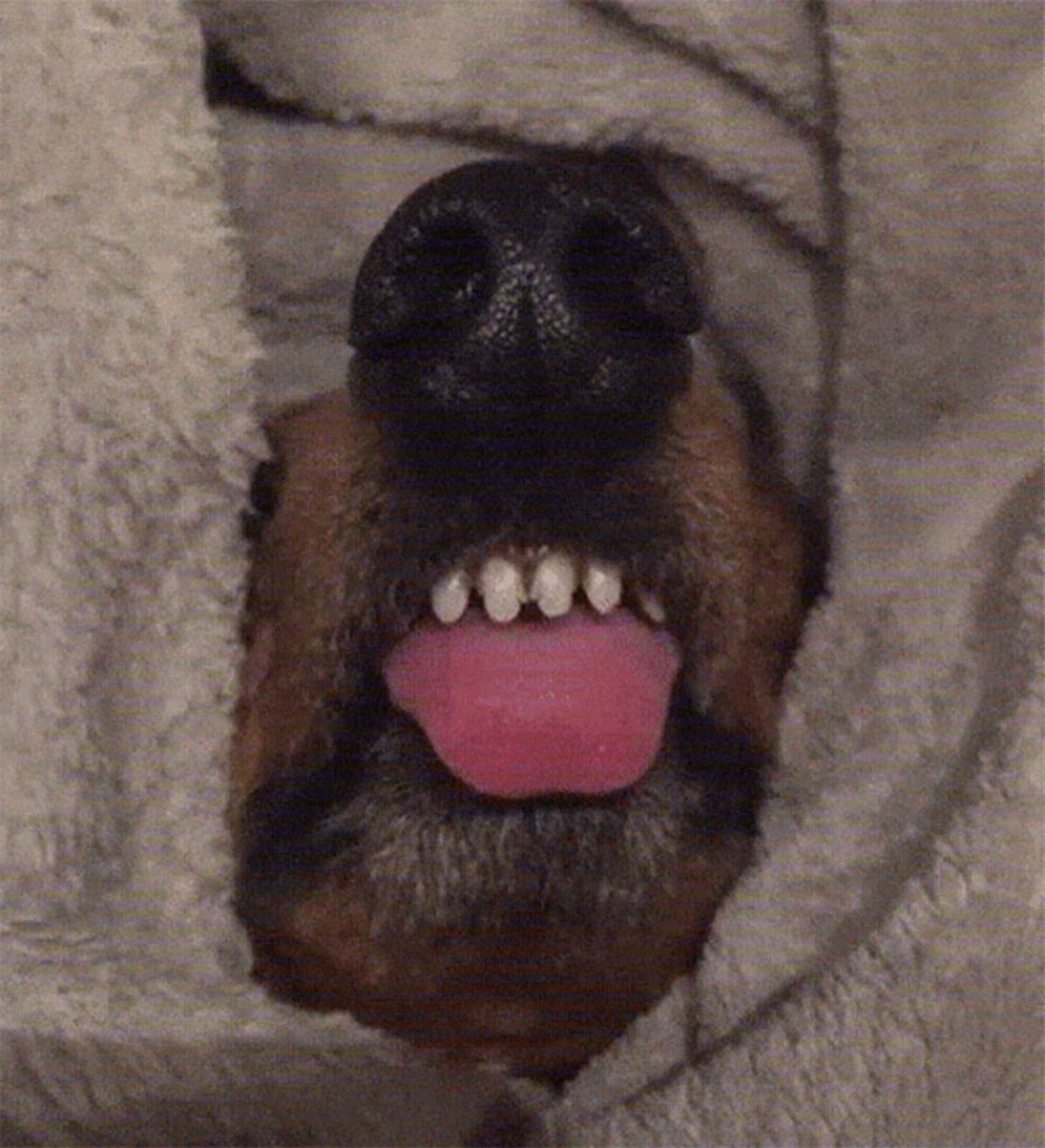 brown dog's mouth showing through a fuzzy grey blanket with the nose, top teeth and tongue showing