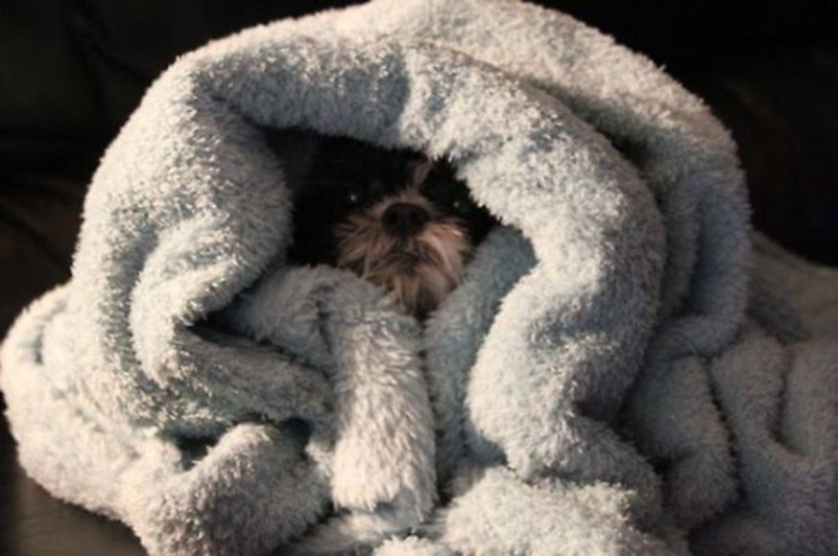 brown fluffy dog hidden inside a grey fluffy blanket with just the face showing