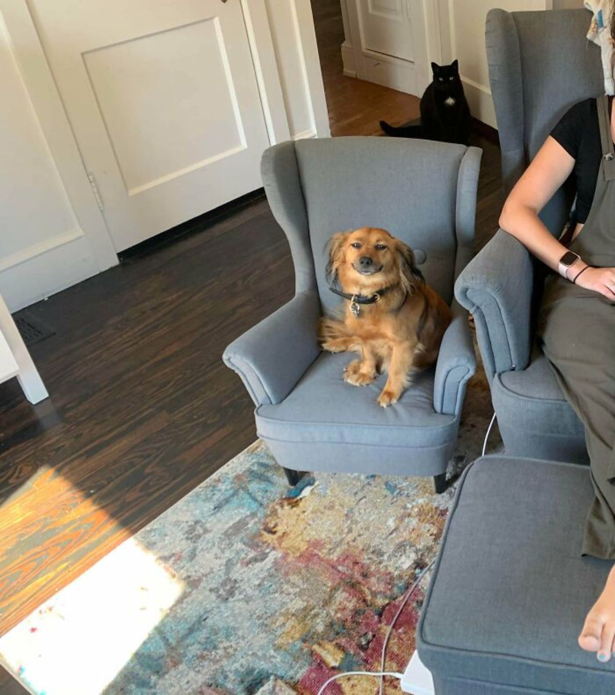 brown fluffy dog smiling on a blue chair next to a woman and with a black cat behind the chair