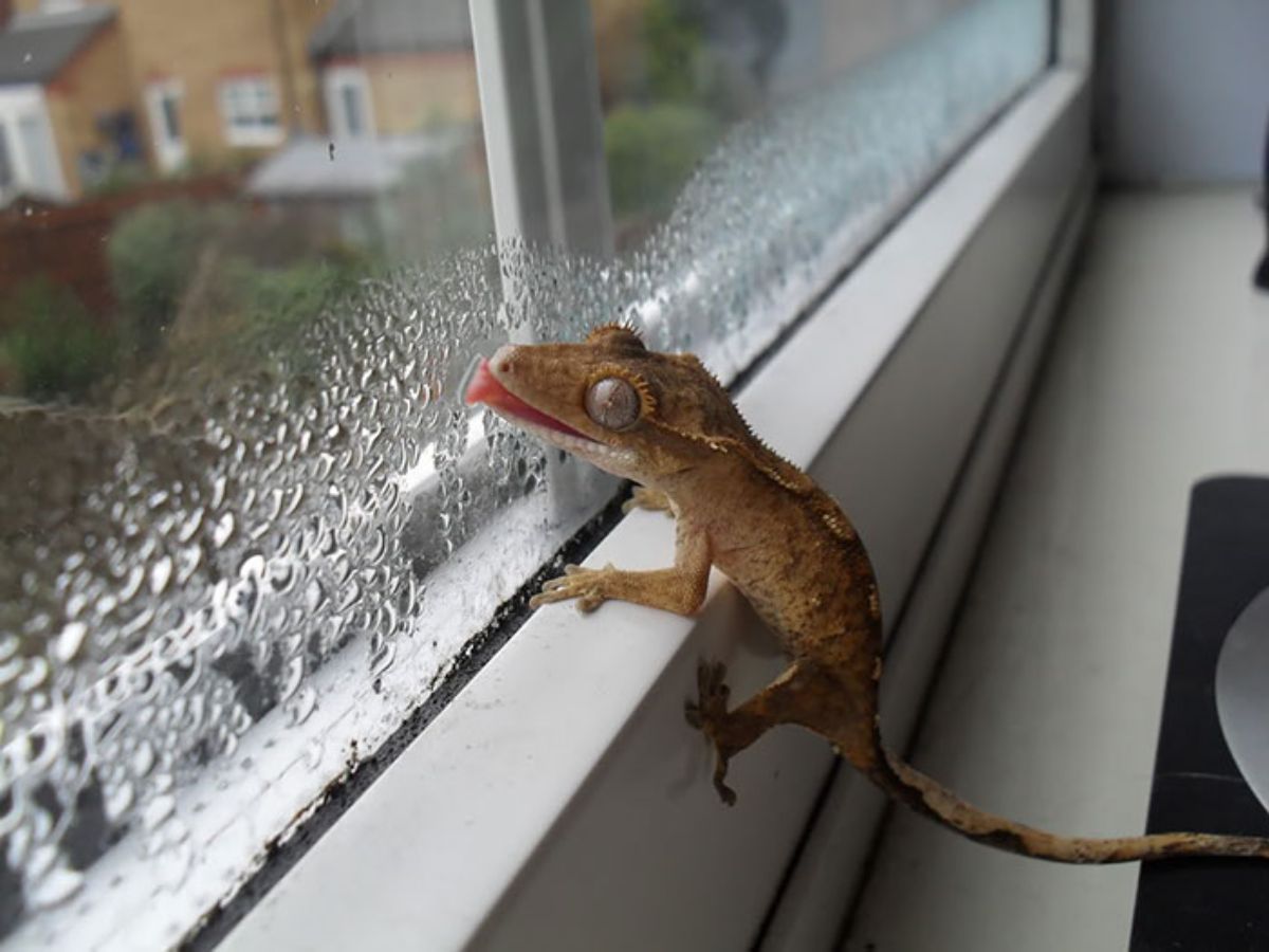 brown lizard licking a glass with water droplets on it