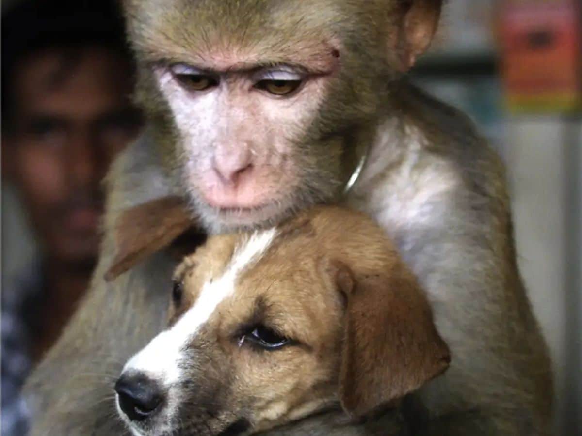 brown monkey cuddling brown and white puppy