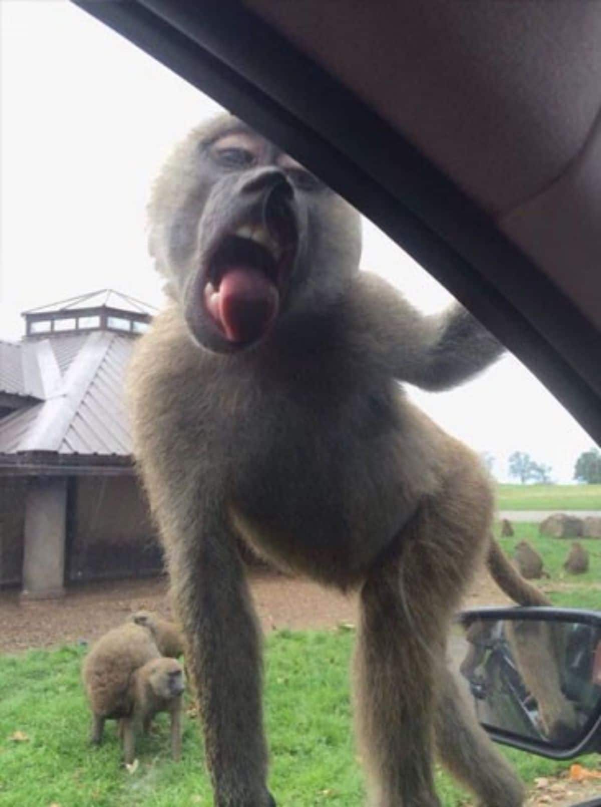 brown monkey hanging on to a car and licking the window