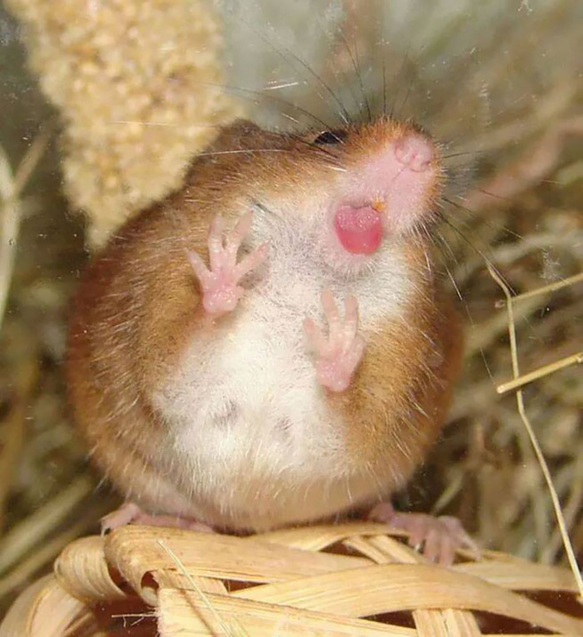 brown mouse with paws against the glass and licking the glass
