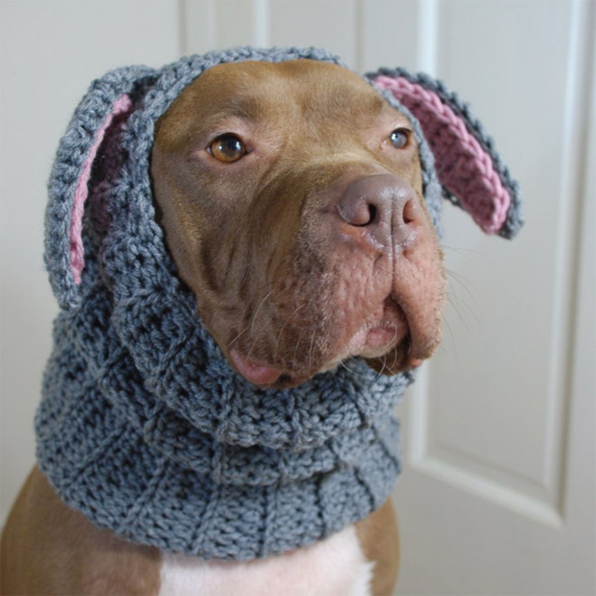 brown pitbull wearing a grey and pink bunny crocheted hat