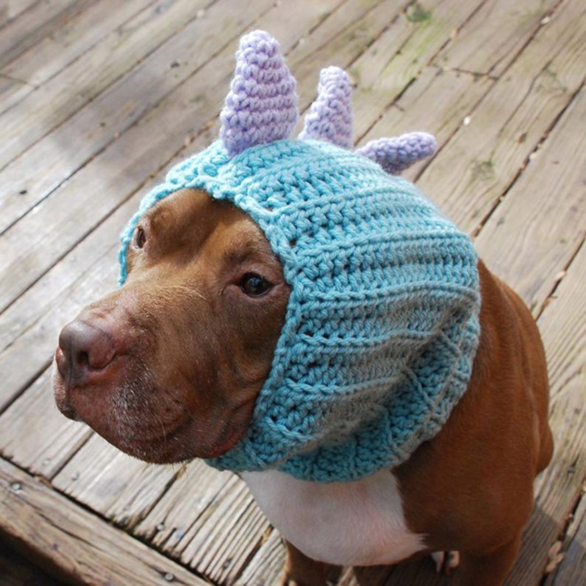 brown pitbull wearing a light blue crocheted hat with 3 light purple fins on top
