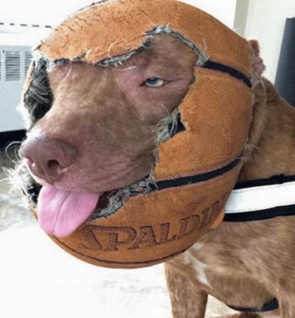 brown pitbull with the head sticking through a chewed and ripped up brown basketball