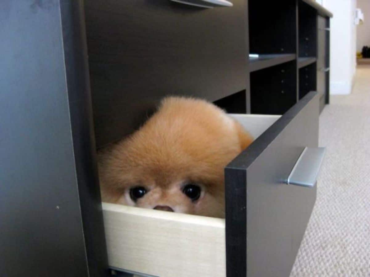 brown pomeranian inside a black and white drawer