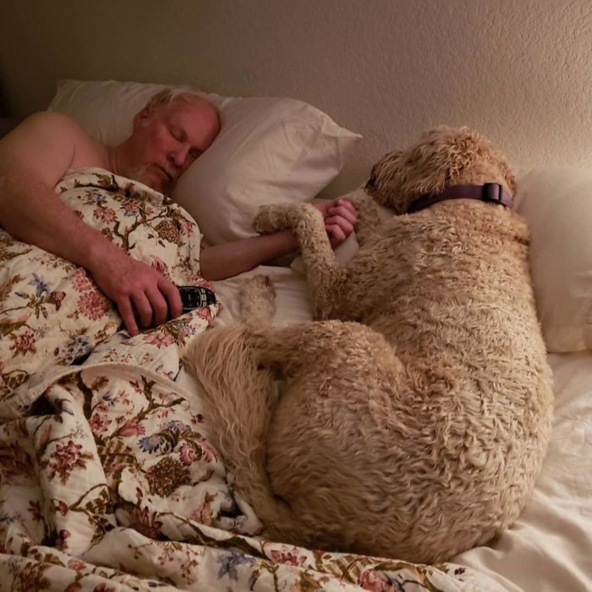 brown poodle and old man sleeping on a white bed holding hands and paws