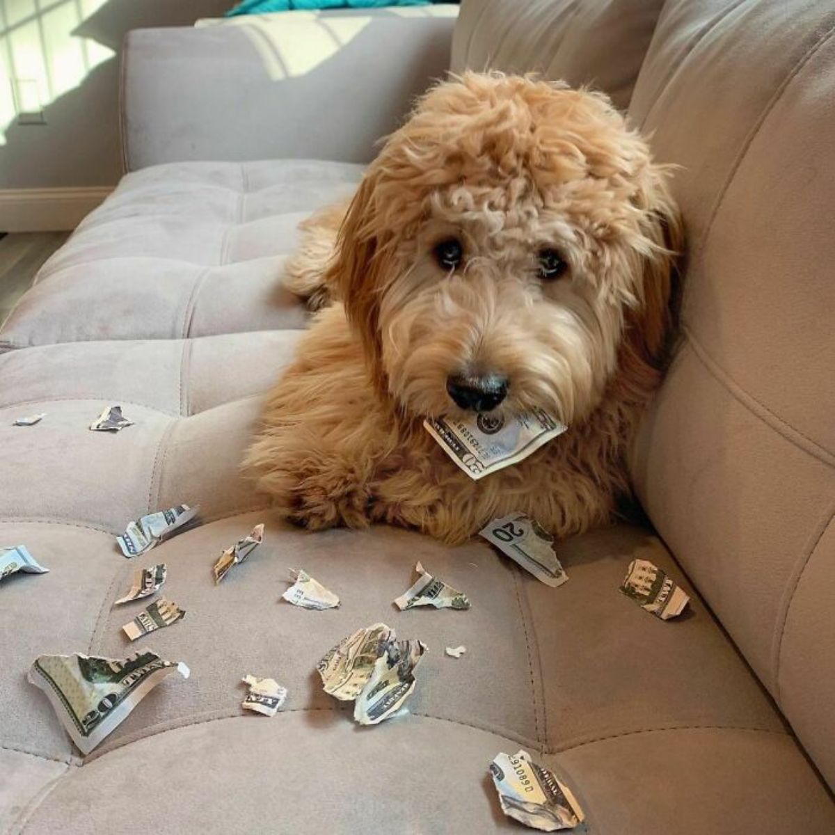 brown poodle laying on a white sofa with ripped up bills on the sofa and a ripped up bill in the mouth