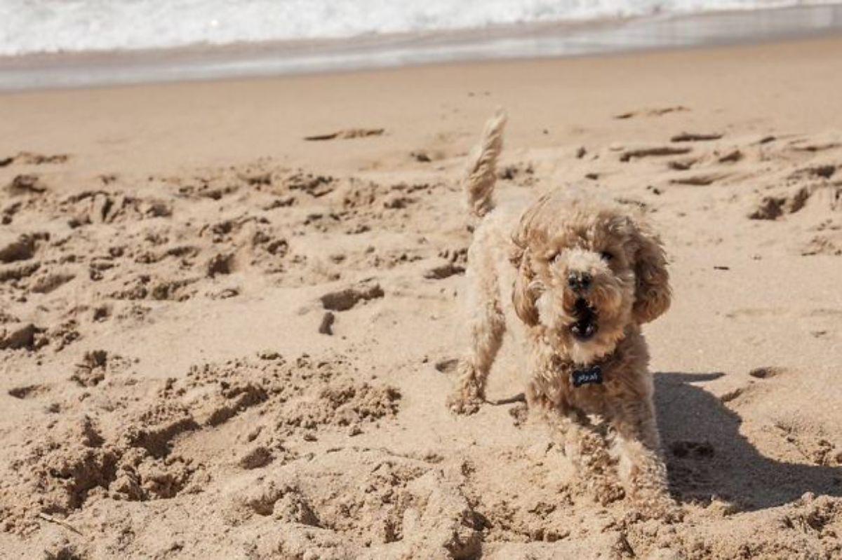 brown poodle standing on the sandy beach