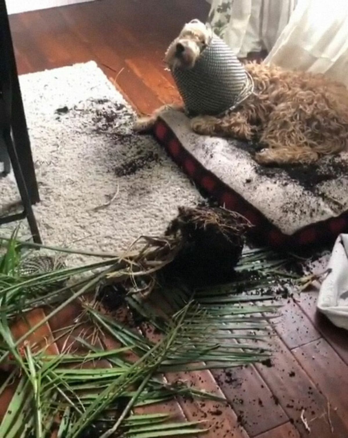 brown poodle with a grey plant pot over the neck with the head sticking out with soil and a broken plant on the floor