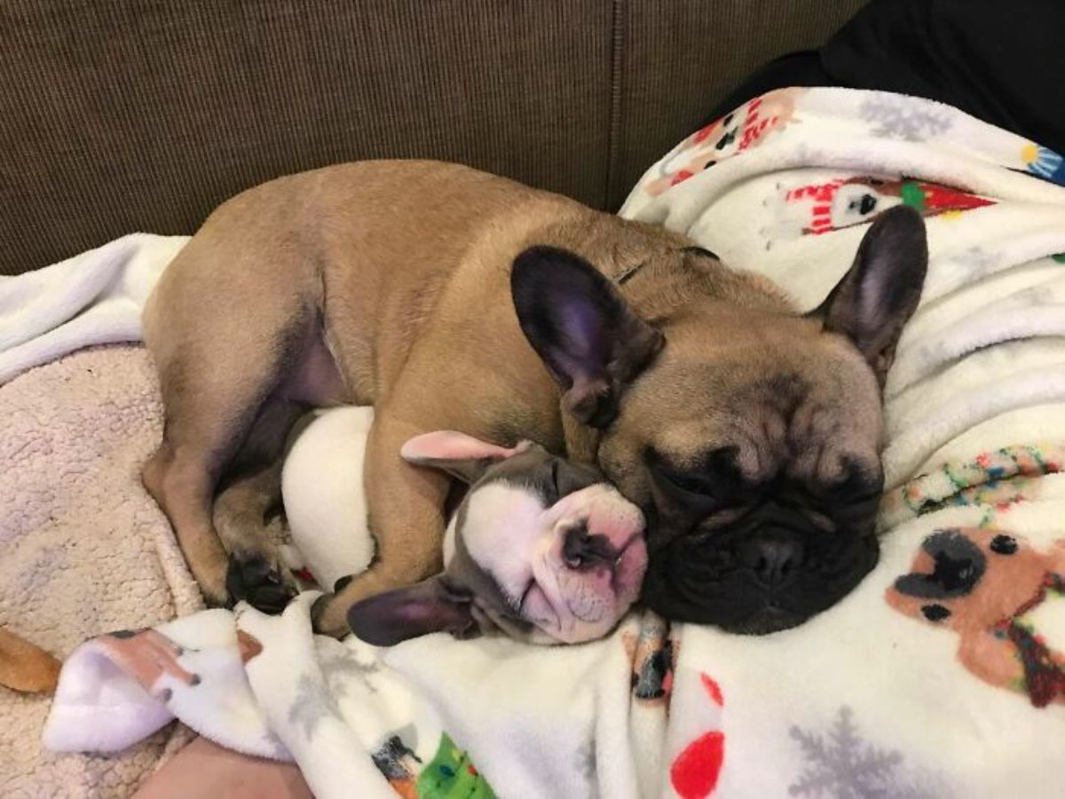 brown pug cuddling a black and white puppy on a pile of blankets