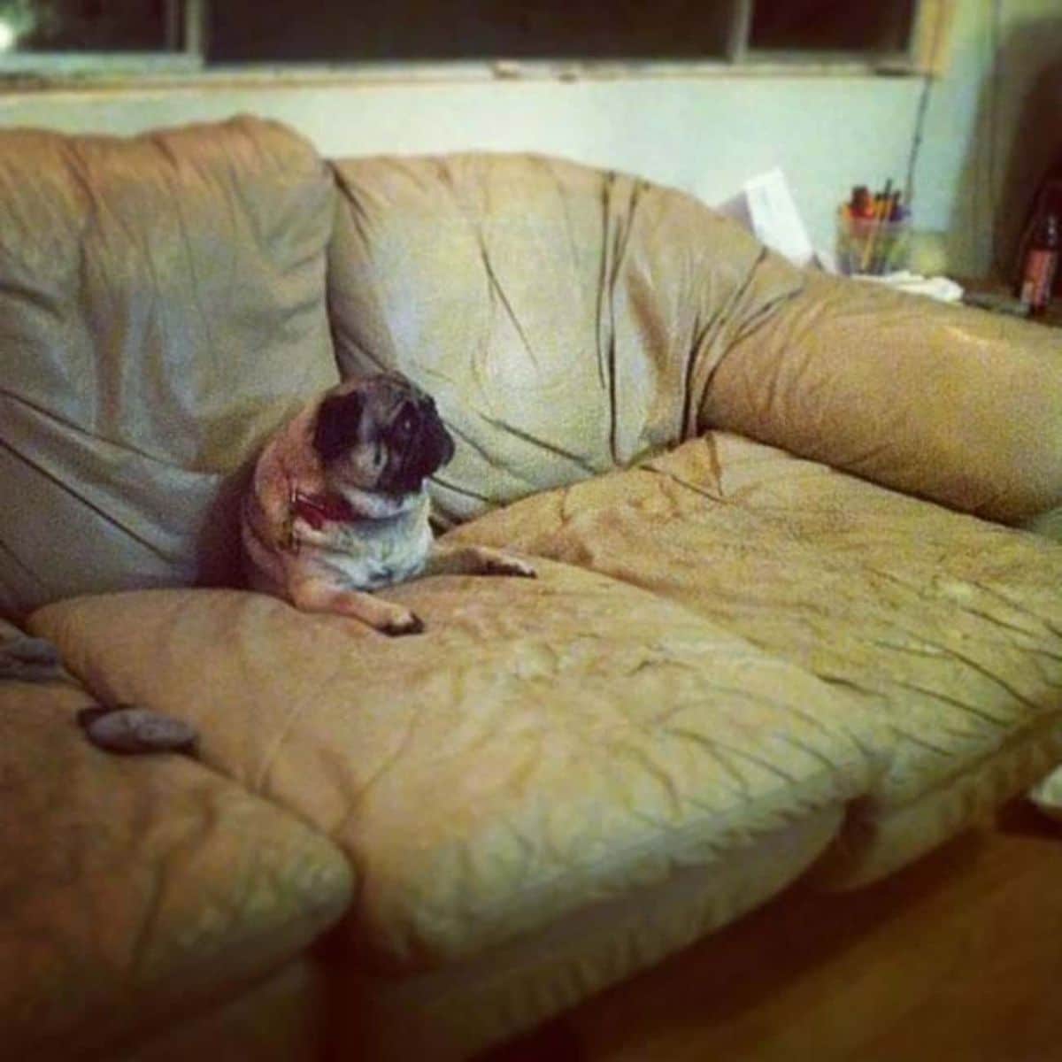 brown pug laying on a brown couch with the lower half of the body between the top and bottom cushions