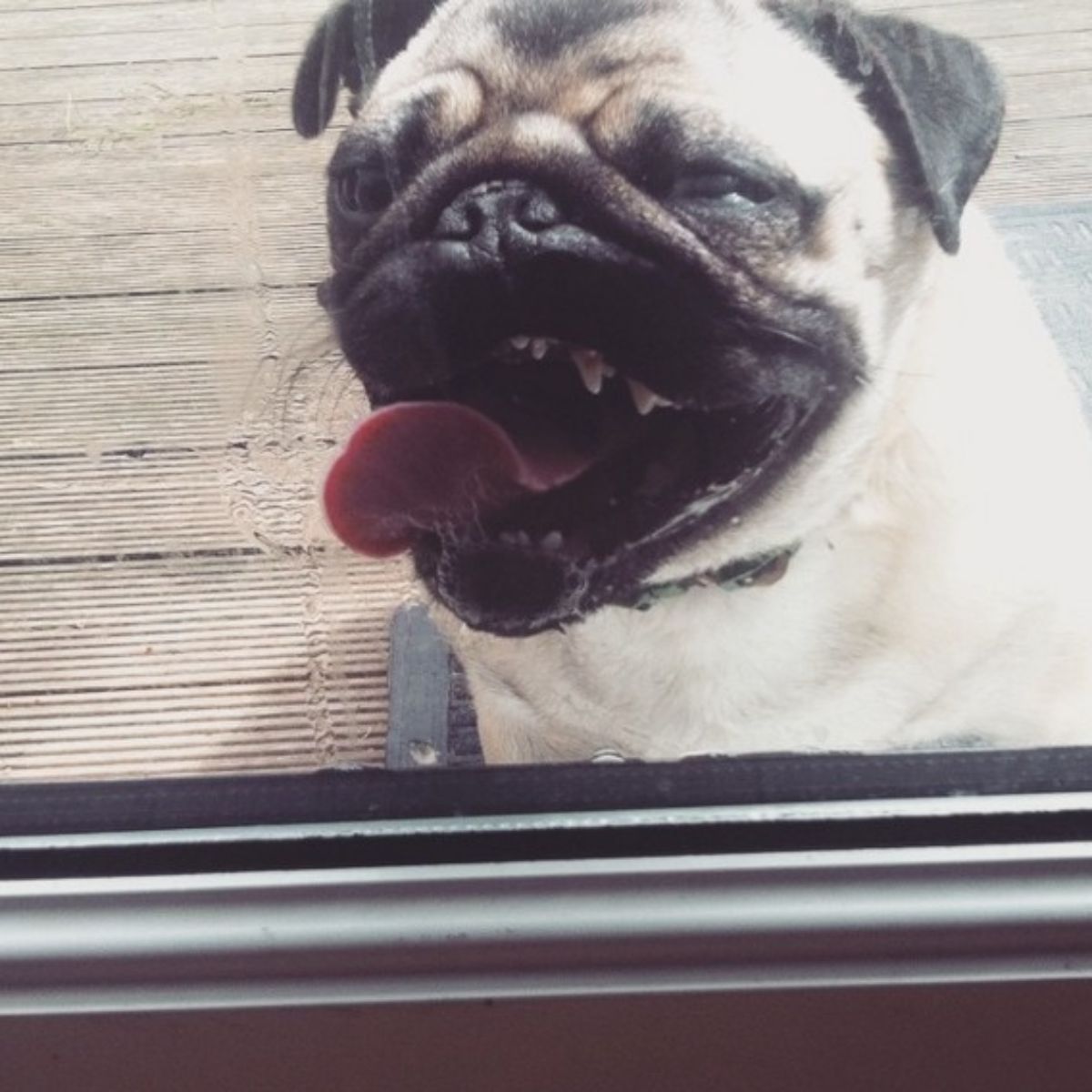 brown pug licking a glass door