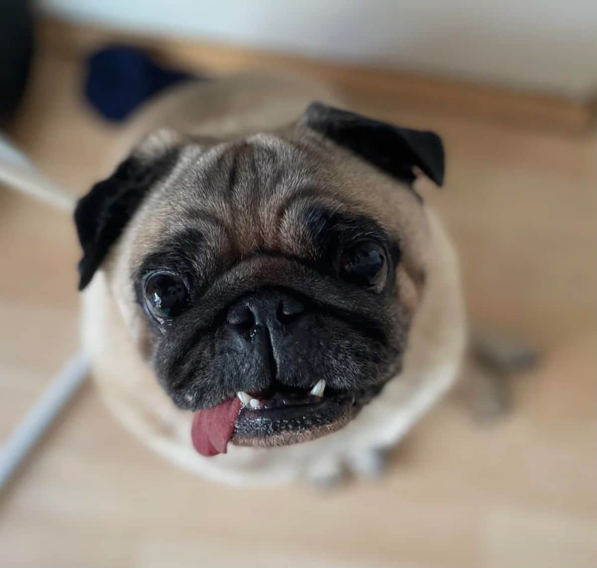 brown pug looking up with the tongue sticking out slightly and 3 teeth showing