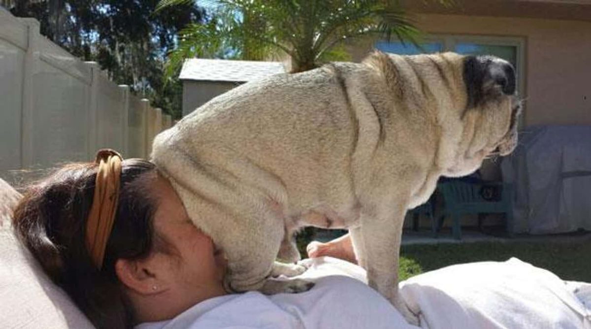 brown pug on a woman laying on a recliner with the dog's butt on her face