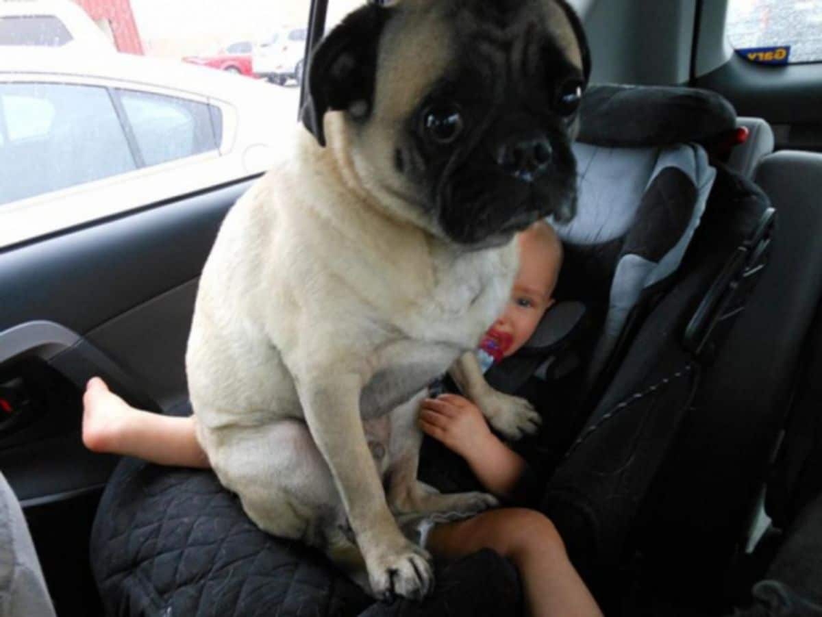brown pug sitting on a baby in a black car seat in a vehicle