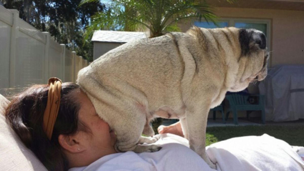 brown pug sitting on a woman's face when she's laying down on a recliner