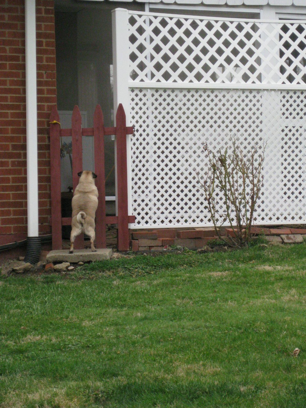 brown pug standing on hind legs looking through a red fence into a glass door of a house