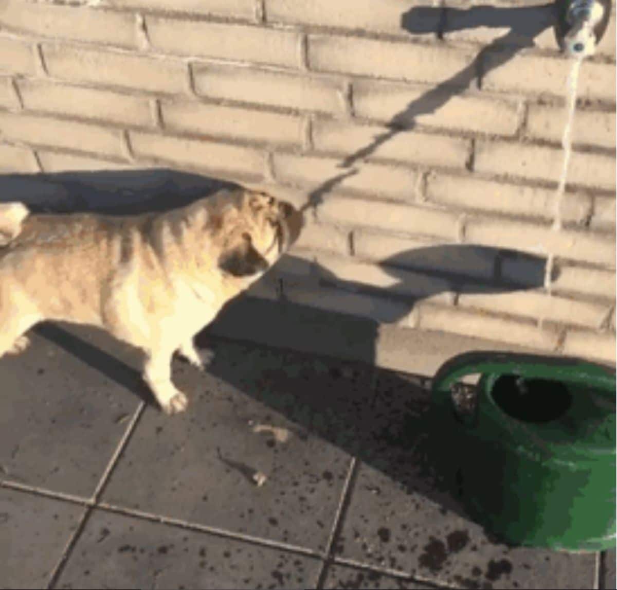 brown pug trying to drink the shadow of water dripping down