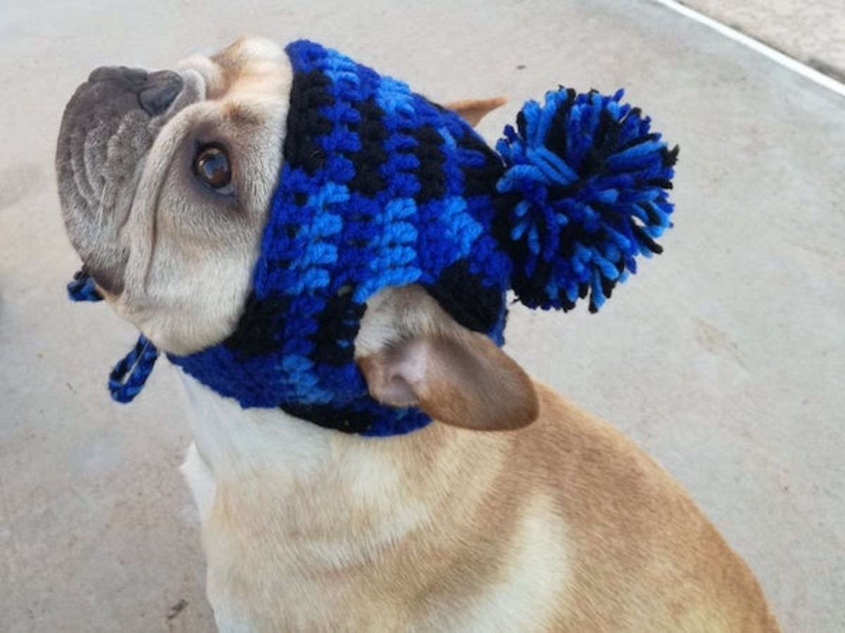 brown pug wearing blue and black crocheted beanie with a pom pom on top