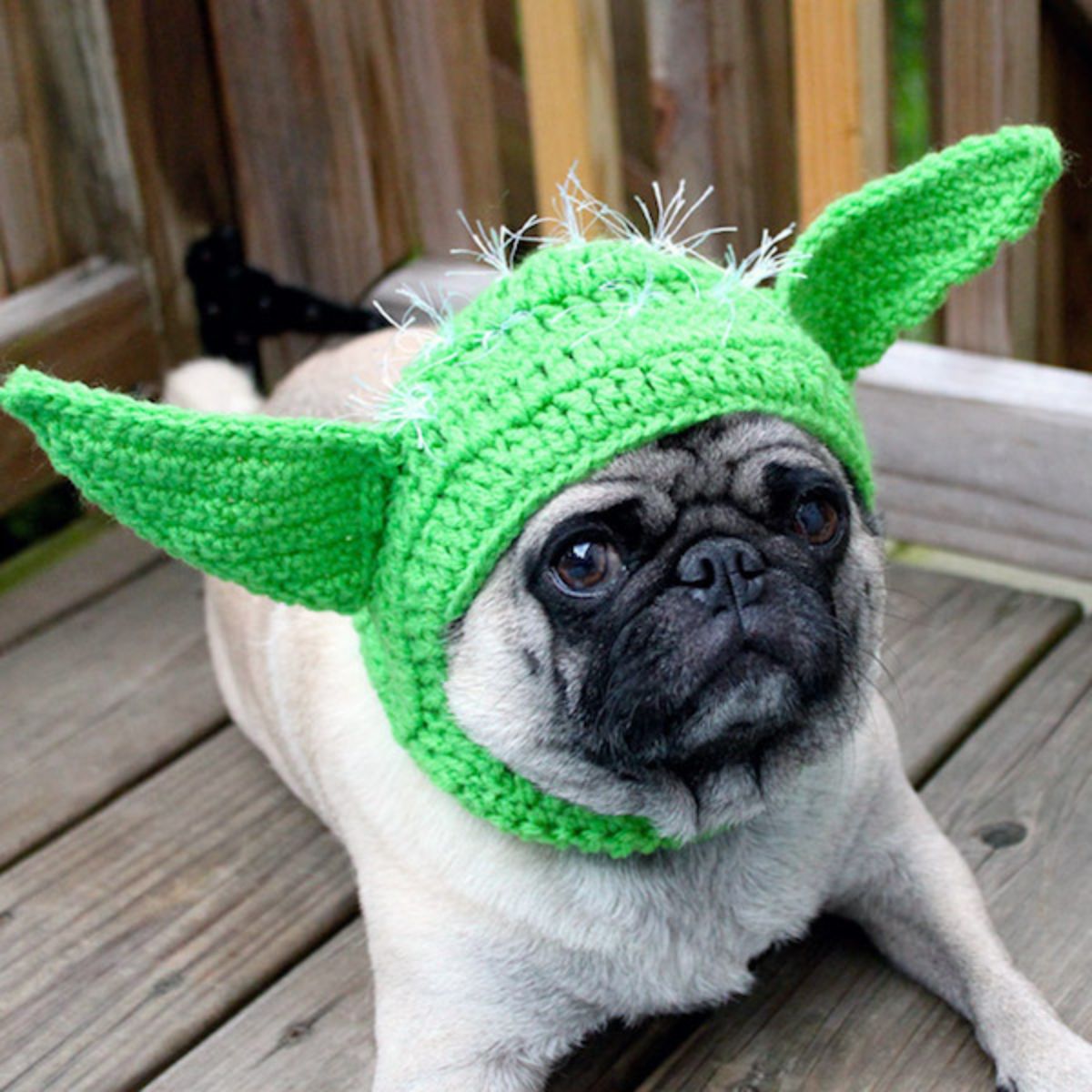 brown pug wearing green crocheted yoda hat with large pointy ears
