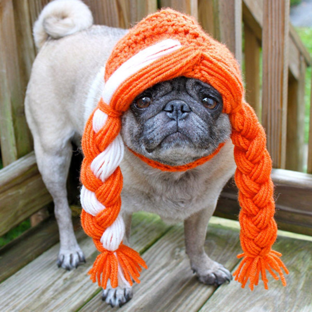 brown pug wearing orange and white crocheted wig