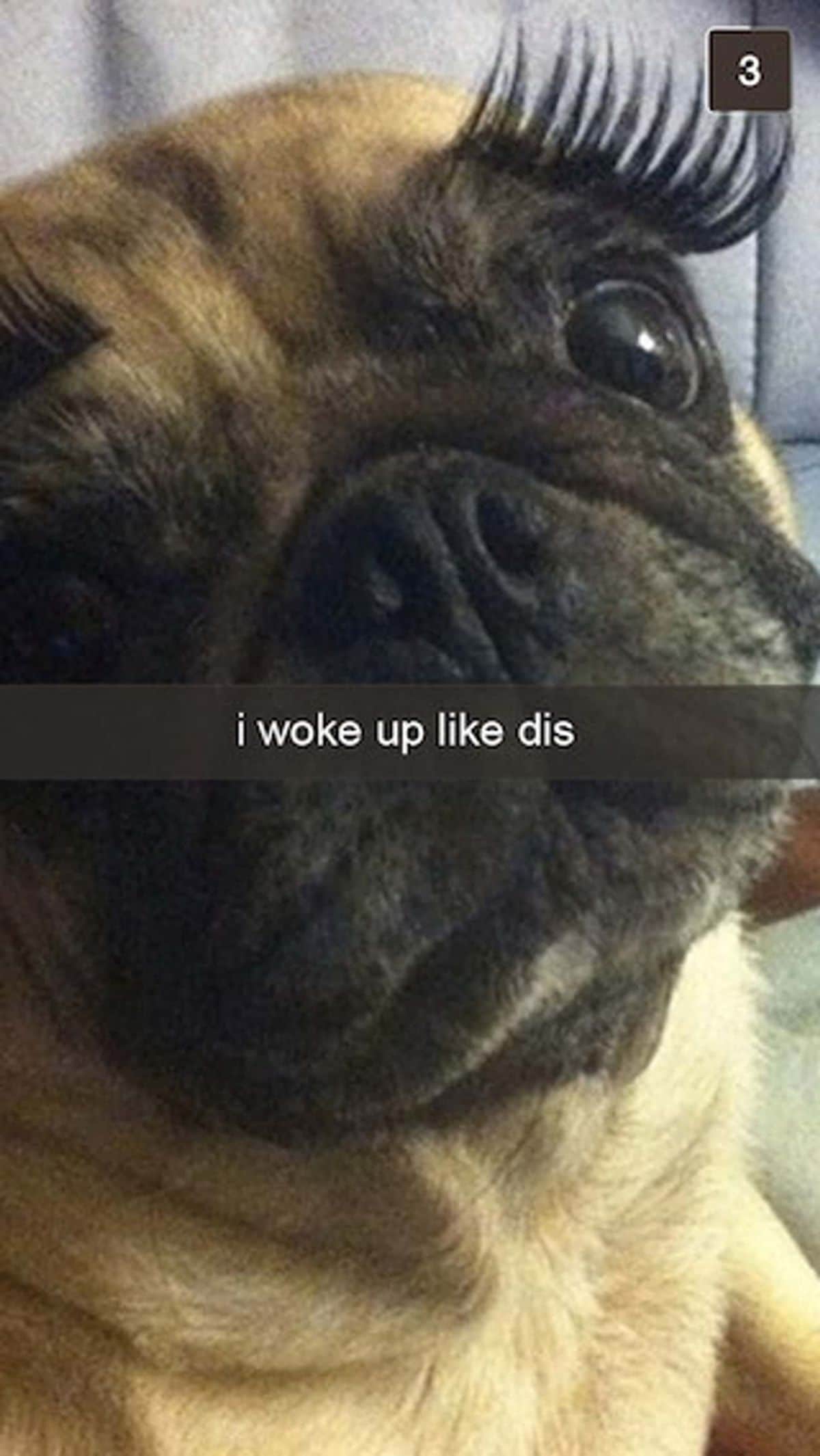 brown pug with a fake eyelash over the left eye with the caption i woke up like dis
