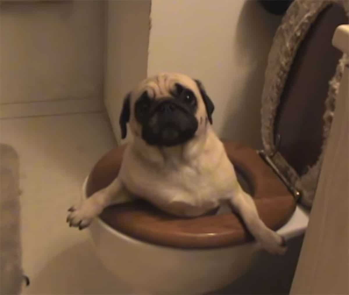 brown pug with bottom half of the body stuck in a toilet