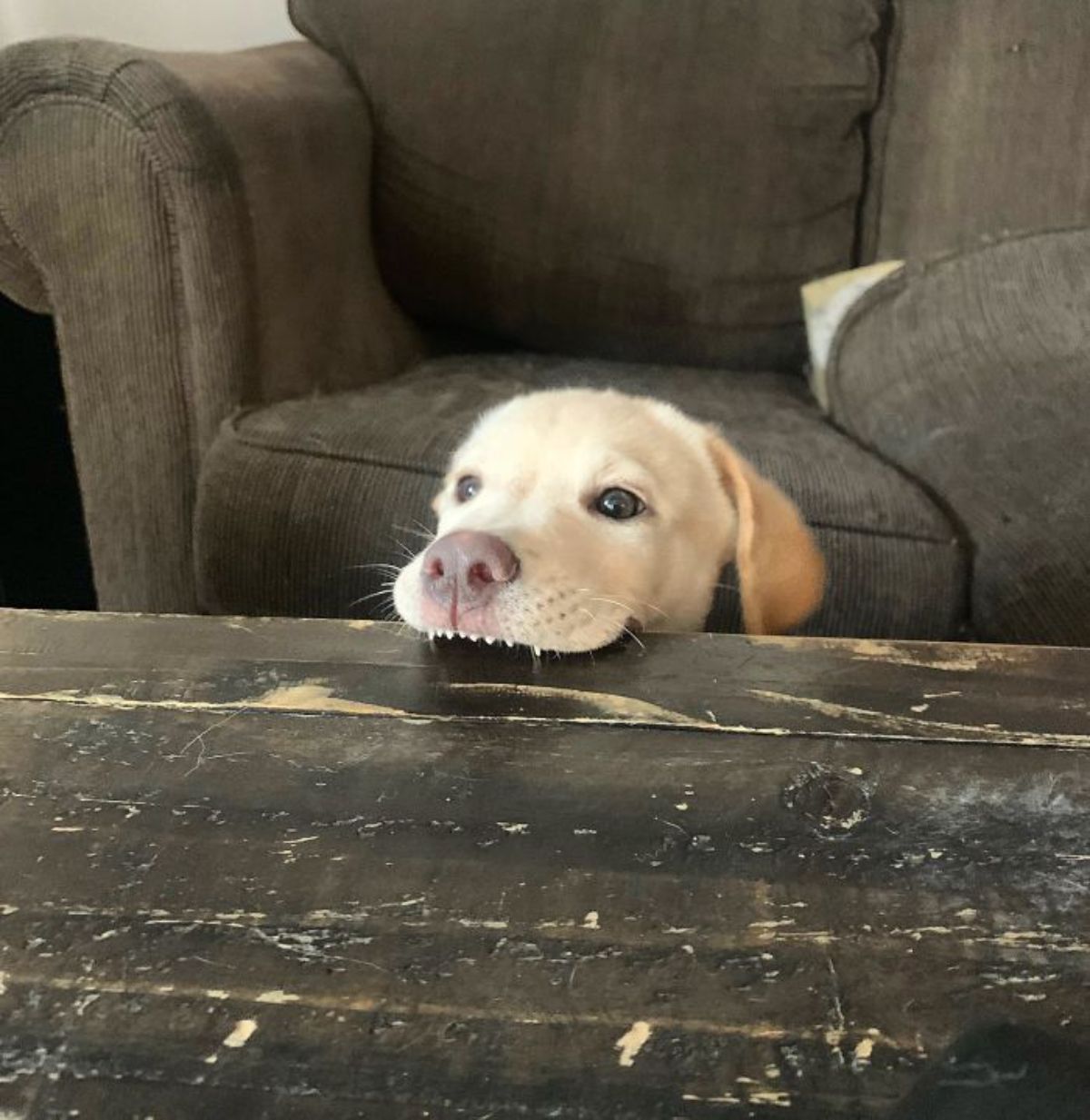 brown puppy biting a brown table with the top teeth showing