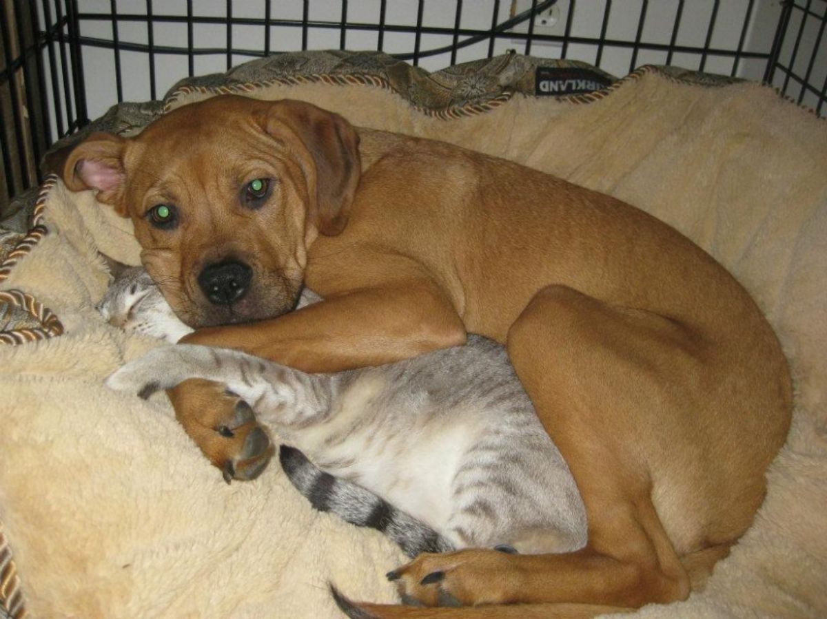 brown puppy cuddling a sleeping grey tabby kitty inside a cage on a brown dog bed