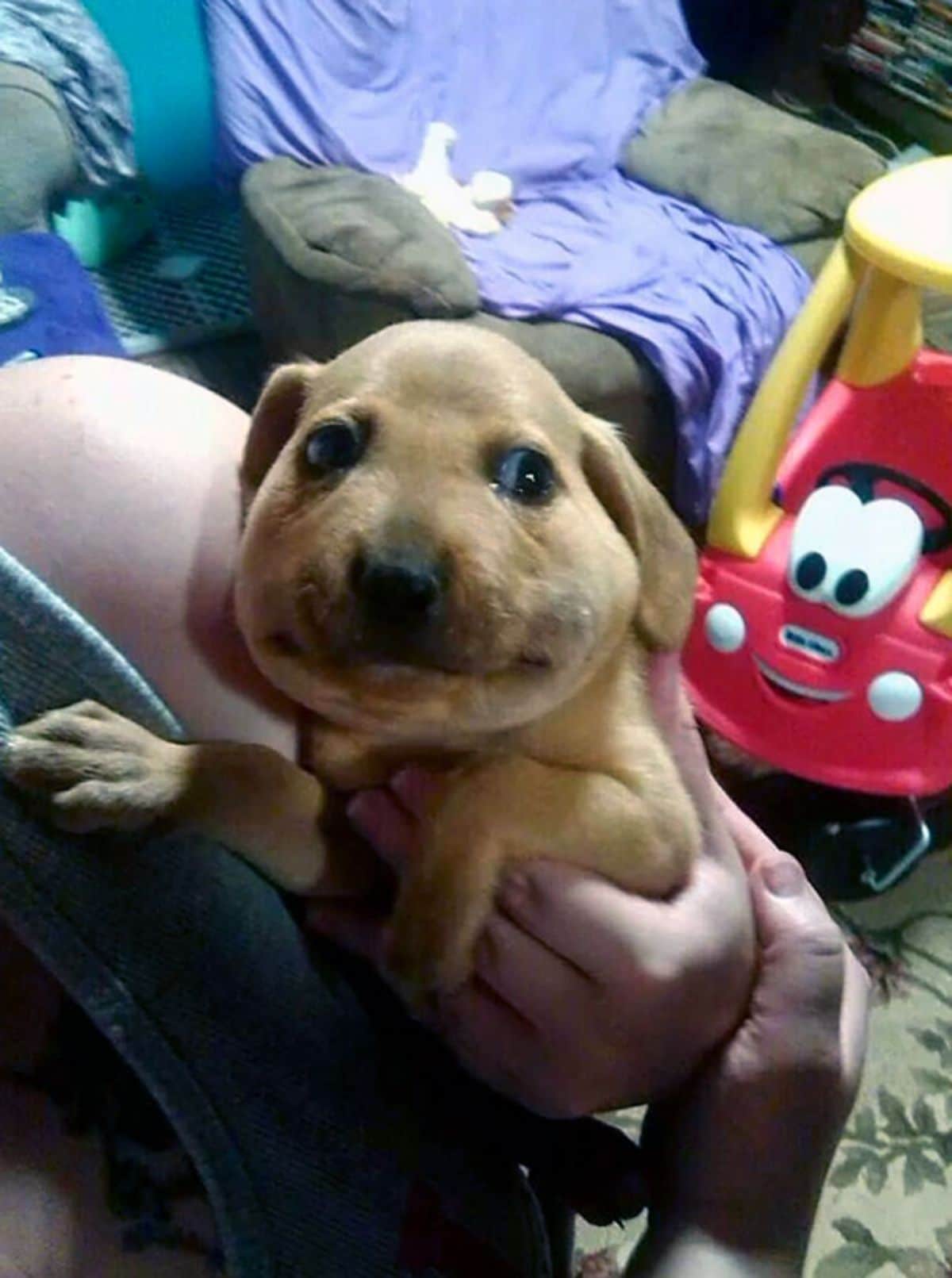 brown puppy held by someone and the puppy's mouth is swollen