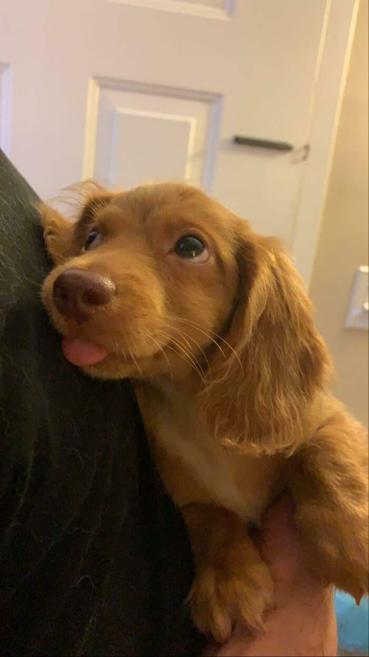 brown puppy laying against someone with the tongue sticking out slightly and looking up lovingly