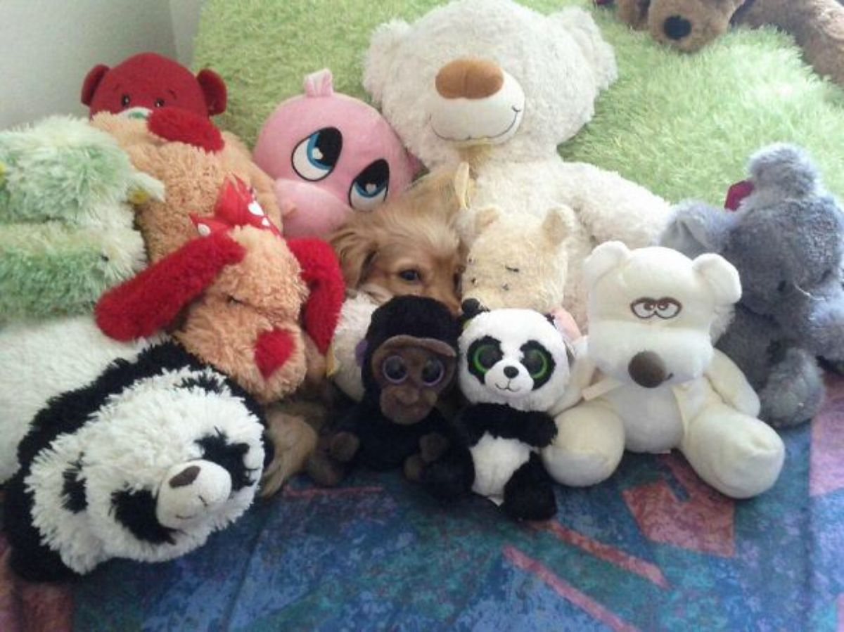 brown puppy on a bed in the middle of a bunch of stuffed toys