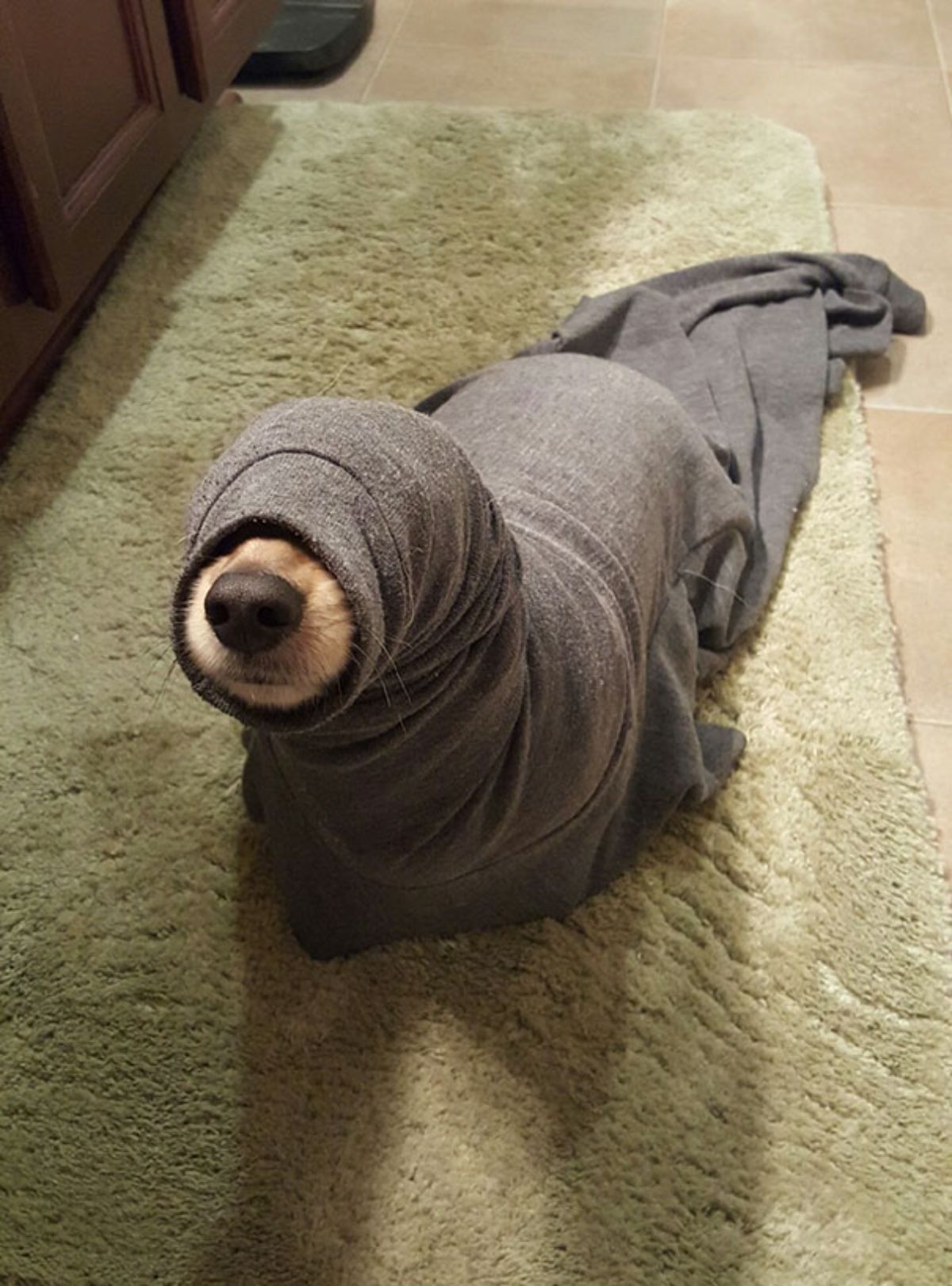 brown puppy on a carpet stuck inside a grey turtleneck sweater
