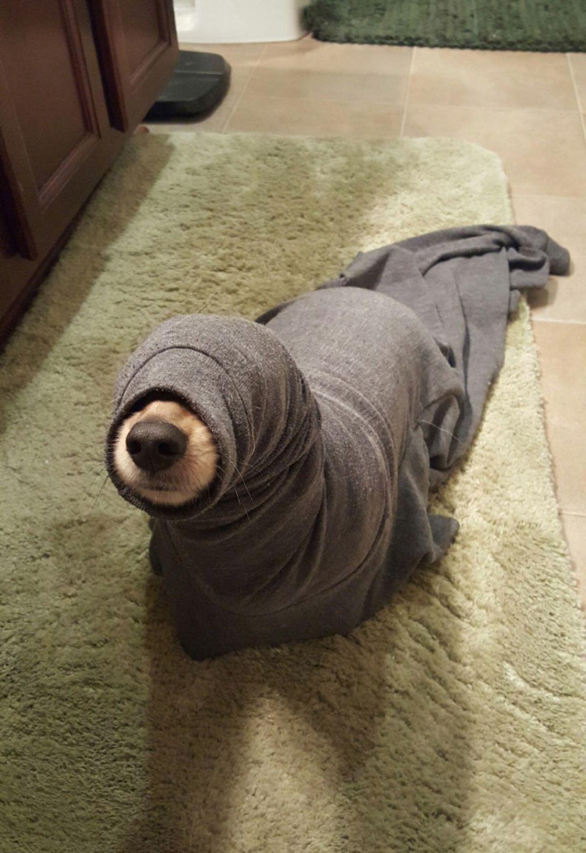brown puppy on green carpet stuck inside a grey turtleneck sweater with only the nose showing