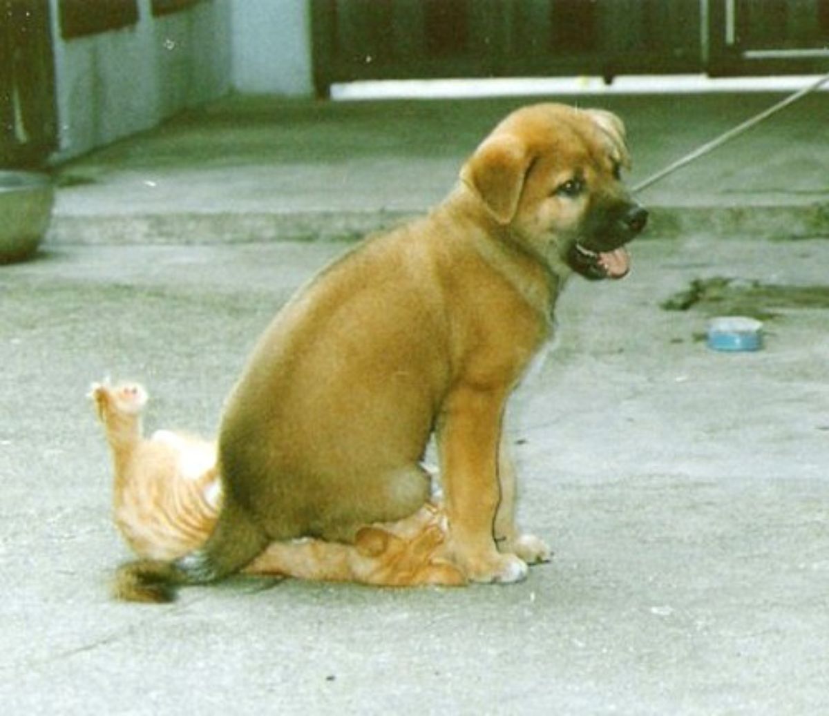 brown puppy sitting on an orange kitten on the ground