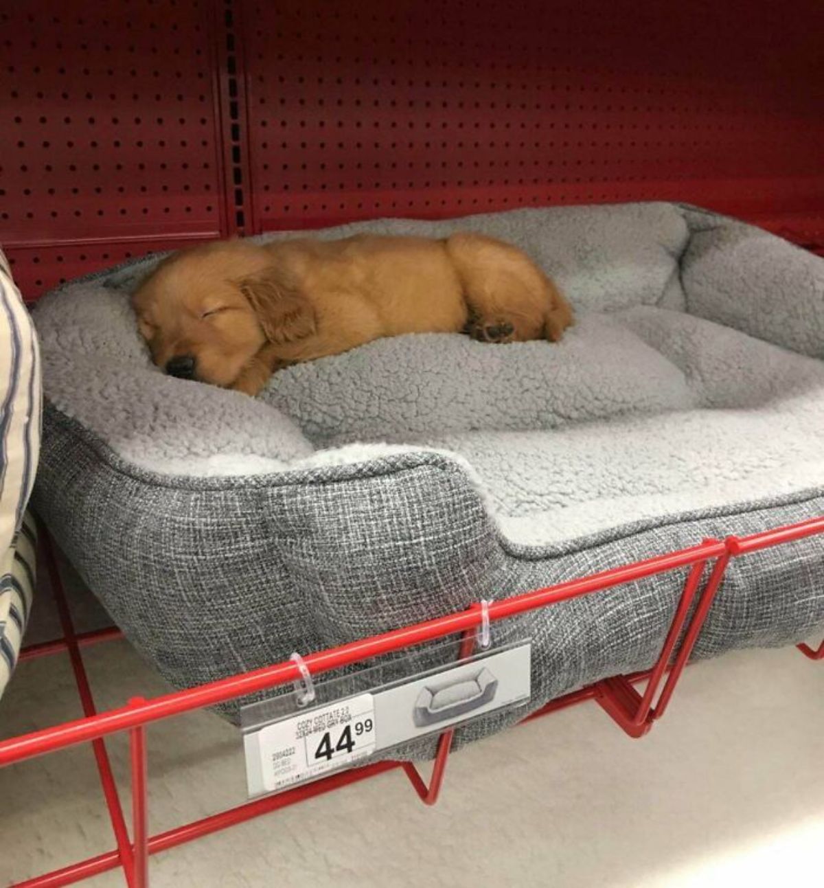 brown puppy sleeping on a grey dog bed at a store