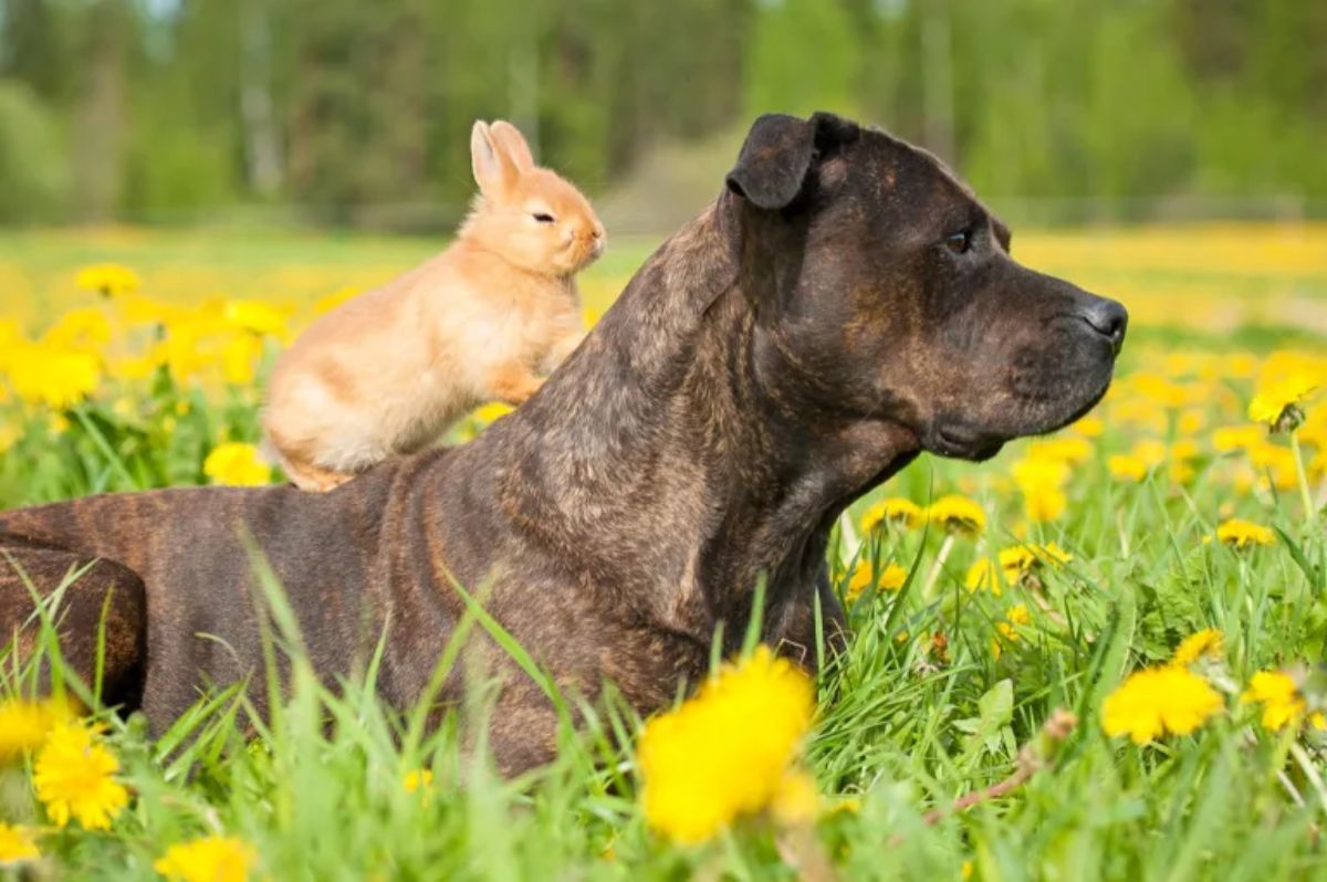 brown rabbit standing on the back of a brown dog's back laying in a field of yellow flowers