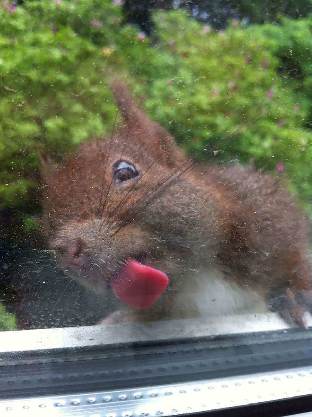 brown squirrel licking a glass window