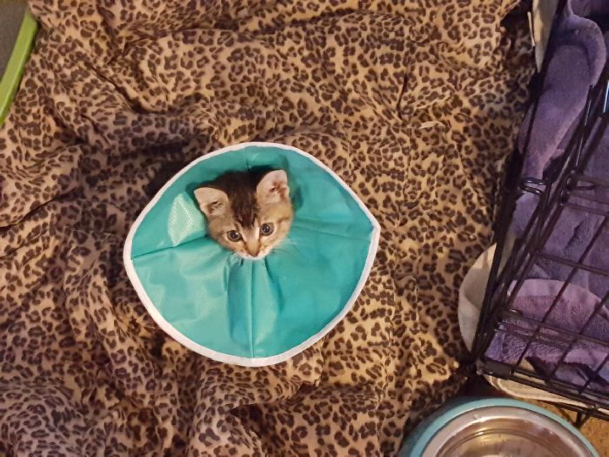 brown tabby kitten in a green cone of shame sitting on a leopard print blanket