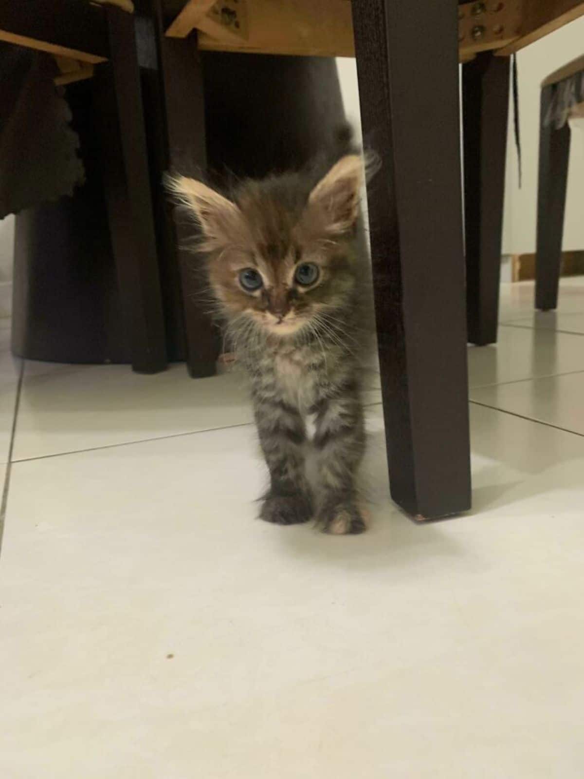 brown tabby kitten standing on the floor by a dark brown table leg