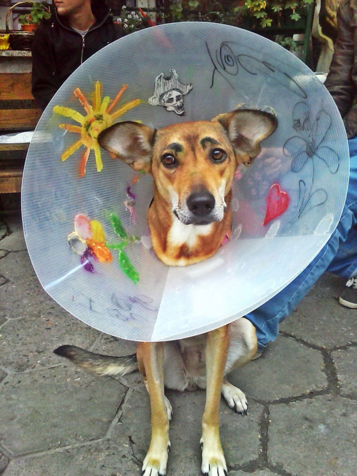 brown white and black dog wearing a cone of shame with a a heart, a yellow sun, a colourful flower, a white and black pirate drawn on