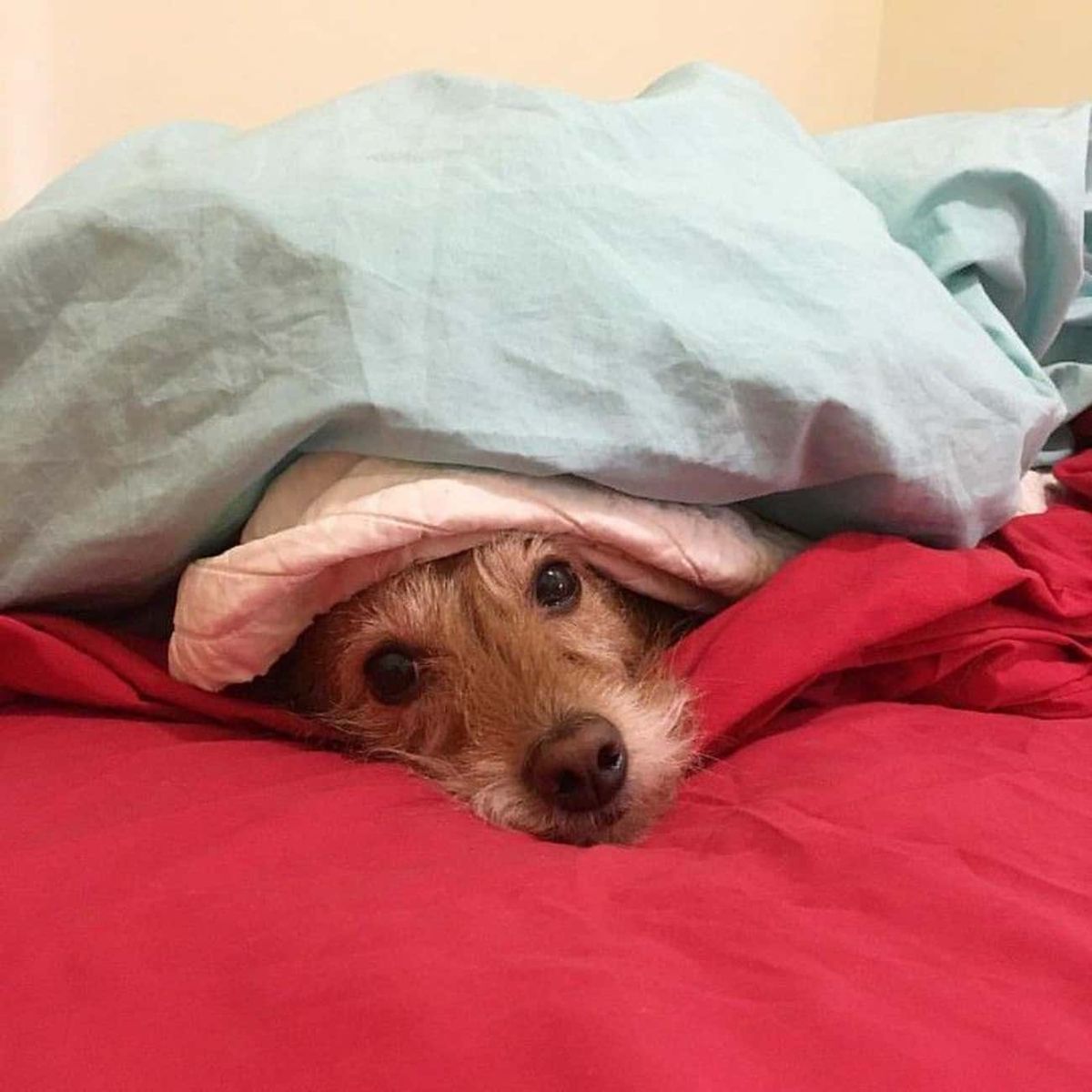 brown wiry-haired dog on a red blanket and under a white quilt and a grene blanket with only the face showing