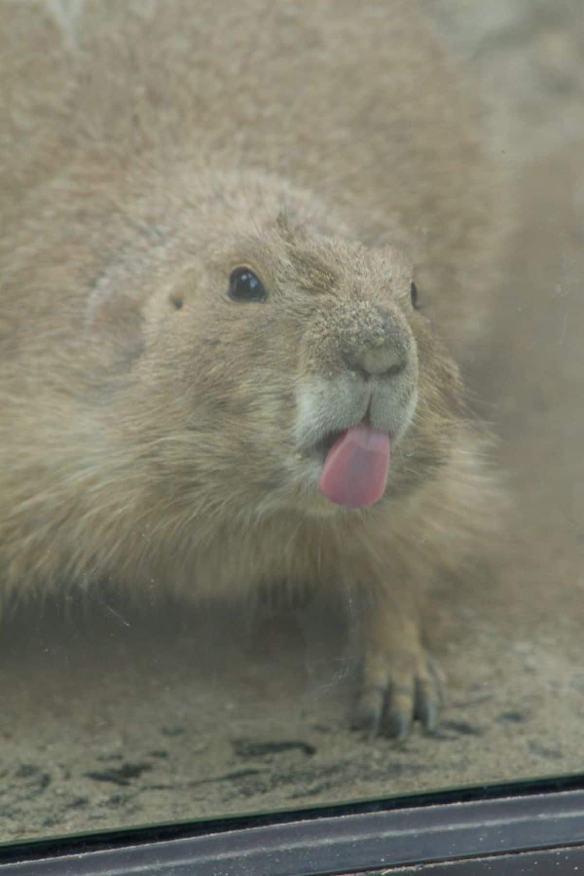 capybara licking the glass
